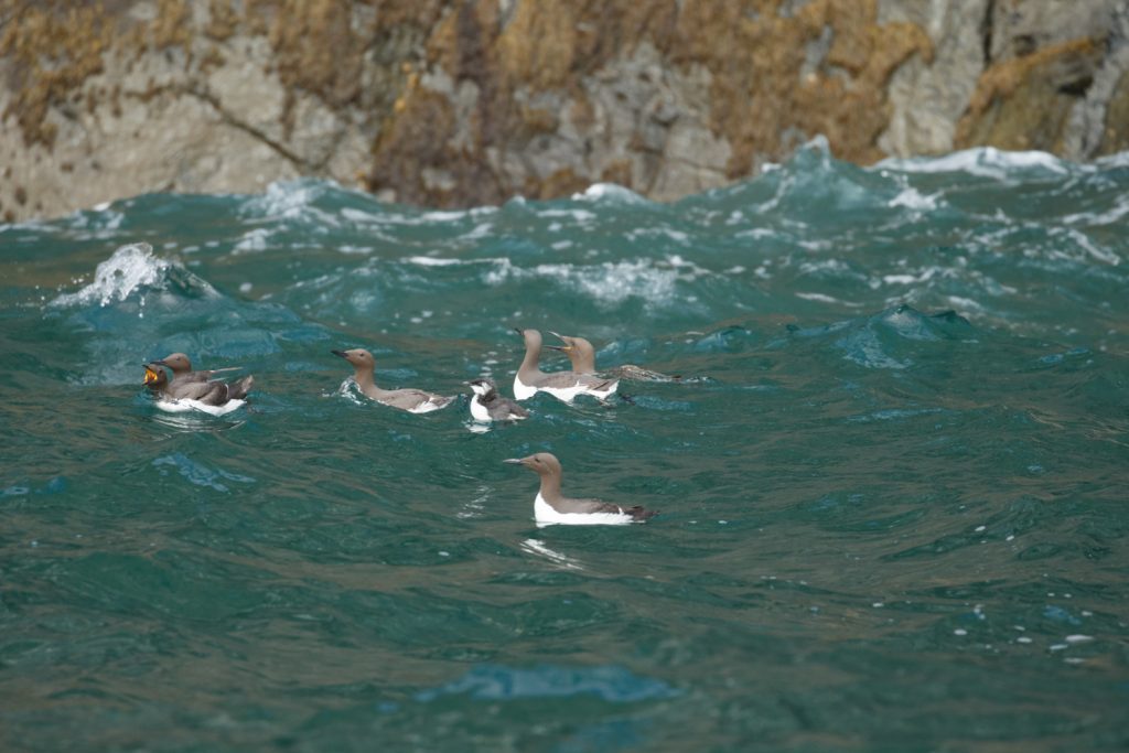 Auks © Falcon Boats
