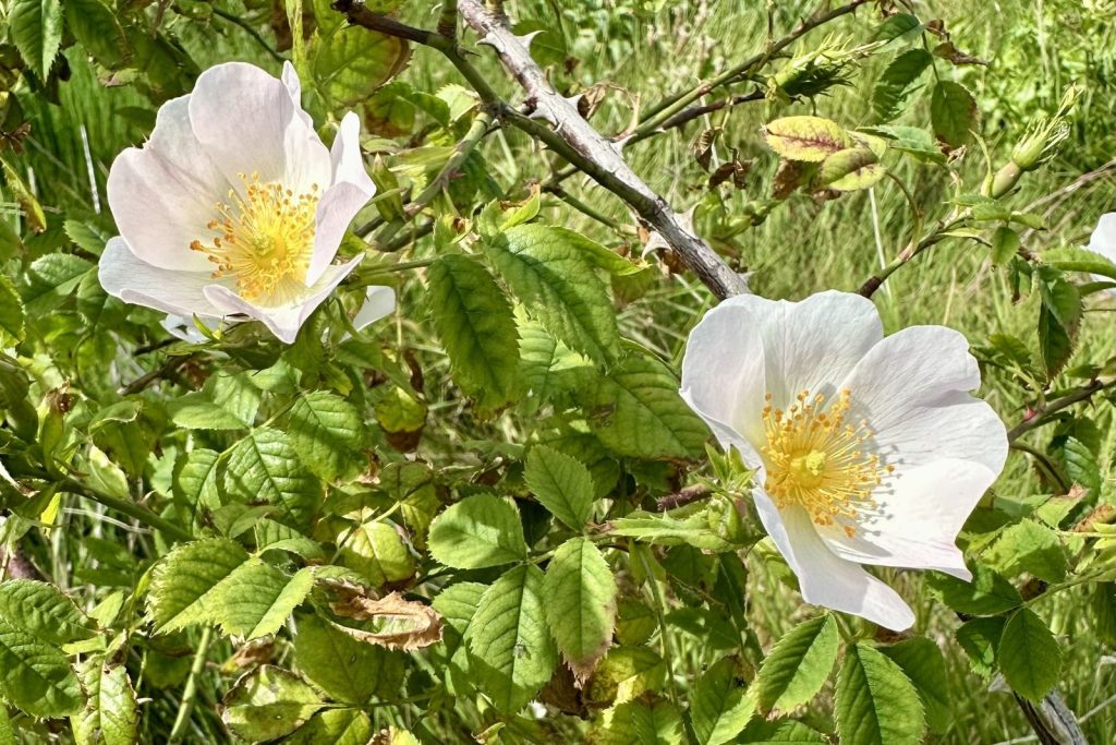 Dog Rose UK