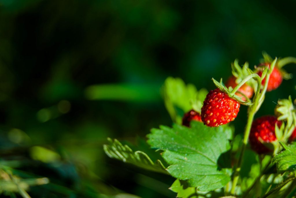 Wild Strawberry