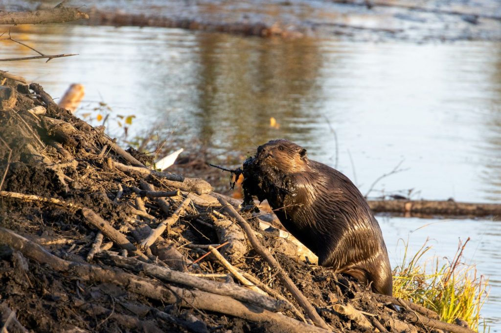 Beaver Moon